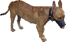 Dog Item