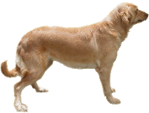 dog-01
