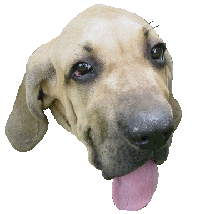 "puppy"